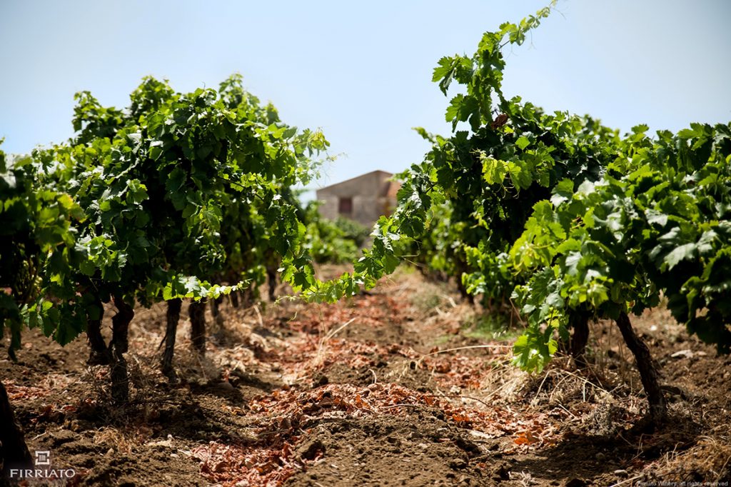 Firriato Winery - Authentic Terroir