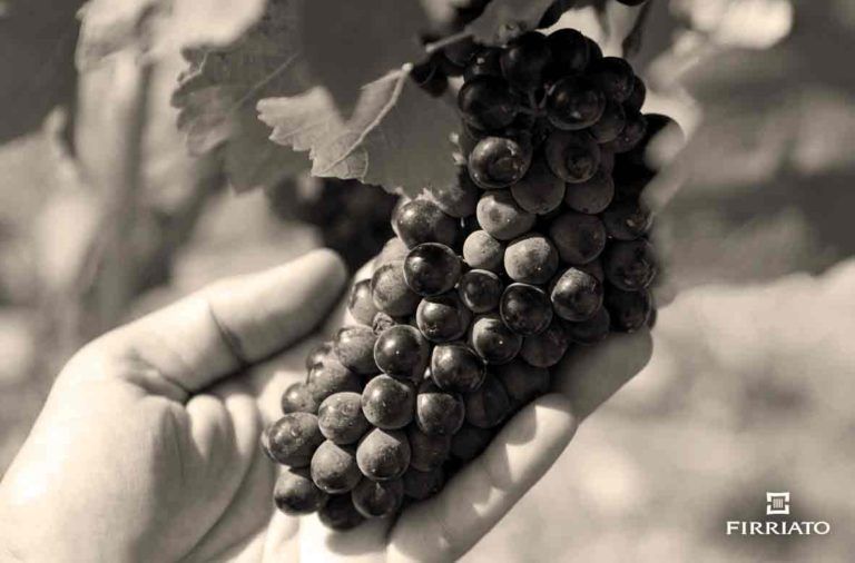 Perricone, il vitigno reliquia