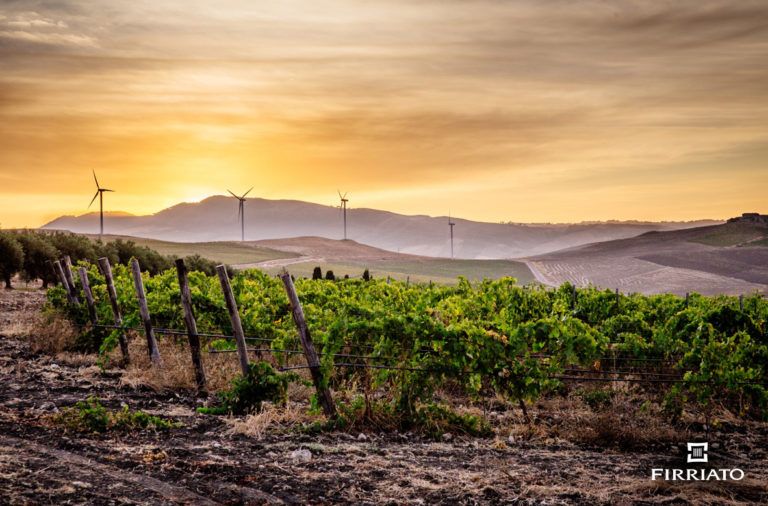 La provincia di Trapani e la viticultura millenaria