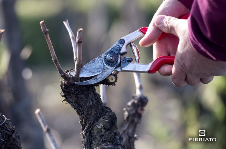 Vine pruning in the Cavanera Etnea estate and in the other contrada of Etna